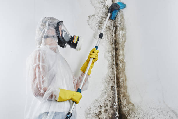 Best Office Mold Removal Services  in Sussex, WI