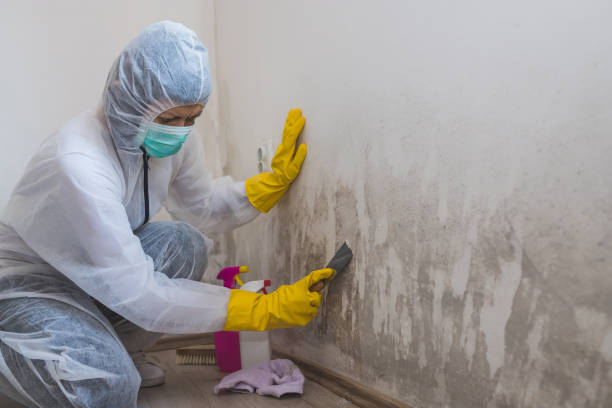 Best Certified Mold Removal  in Sussex, WI