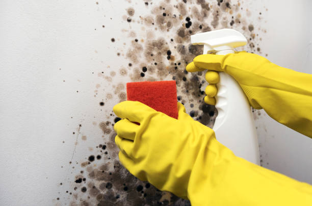 Best Fast Mold Removal  in Sussex, WI
