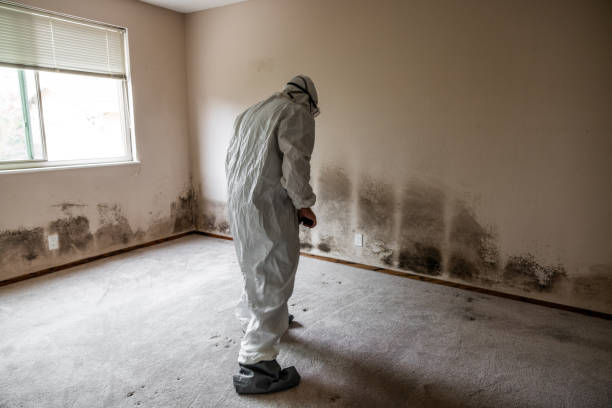 Best Mold Damage Repair  in Sussex, WI