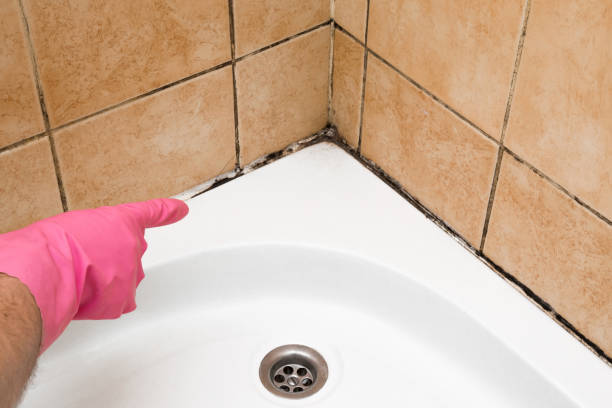 Best Toxic Mold Removal  in Sussex, WI